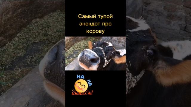 самый тупой анекдот про корову #? #анекдот #ржач смотреть онлайн