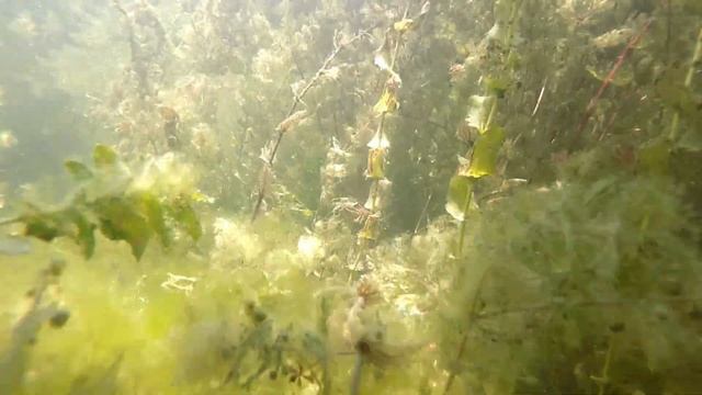 Ялпуг,подводная съемка смотреть онлайн