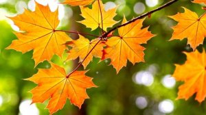 Бунин И.А. «Листопад». Стихотворение