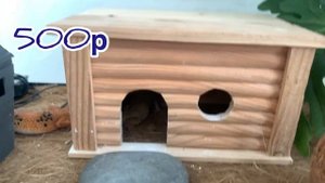 Сколько стоит завести Эублефара? 