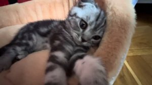 Котик Малыш. Котенку 2 месяца