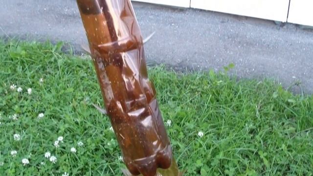 Пальмы из пластиковых бутылок. Palm tree made of plastic bottles. смотреть онлайн