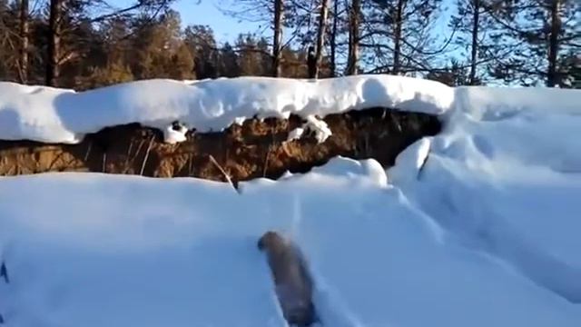 Пудель и снег смотреть онлайн