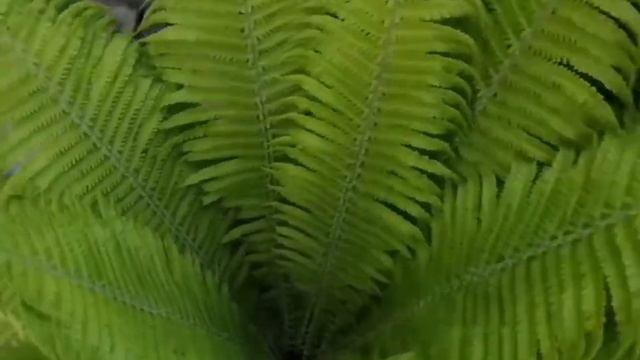 Лучшие многолетники, цветущие весной в Сибири, советы Евгении