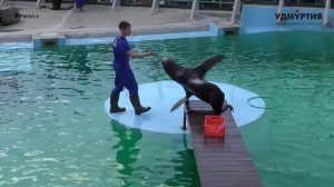 Чтоб не укусил - как дрессируют морских котиков и моржей в ижевском зоопарке