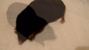 23.04.2017. Крот. Профилактика пастереллеза