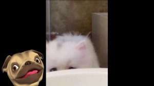 ?Безумно Пушистое 100% развлечение!?Смешные Кошки Приколы с Кошками и Собаками #5