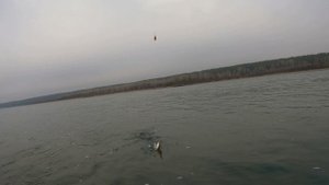 Рыбалка на ХАРИУСА .