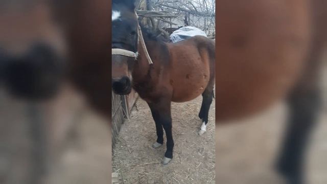 Жетім құлын-Тайко? #Жетим кулынга не беру керек #Жетім құлынды қалай асырайды смотреть онлайн