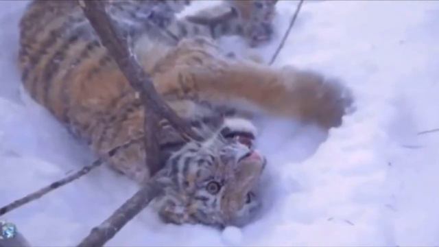 Тигрёнок провалился под лёд и был обречен на погибель. Но вдруг появились эти парни… смотреть онлайн