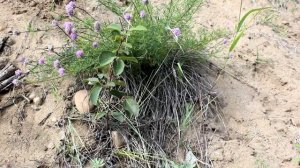 Plant of the day- Dalea purpurea- Purple Prairie Clover