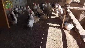 Мургпарвари дар Точикистон Индуюк Биг-6 ,Бедонапарвари, Чуҷабарори,ва дигар Бизнес дар шароити хона