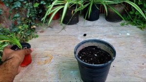 Syngonium Mojito Repotting for More Shades and Growth @omersgarden7659