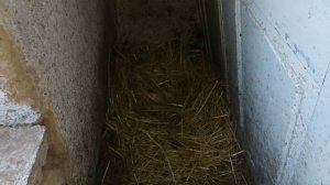 Как я делаю гнезда для гусей