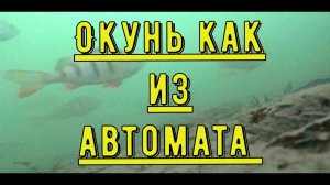 Куда поехать на рыбалку? Мы подскажем. Окунь как из автомата.Канал Рыбное место.