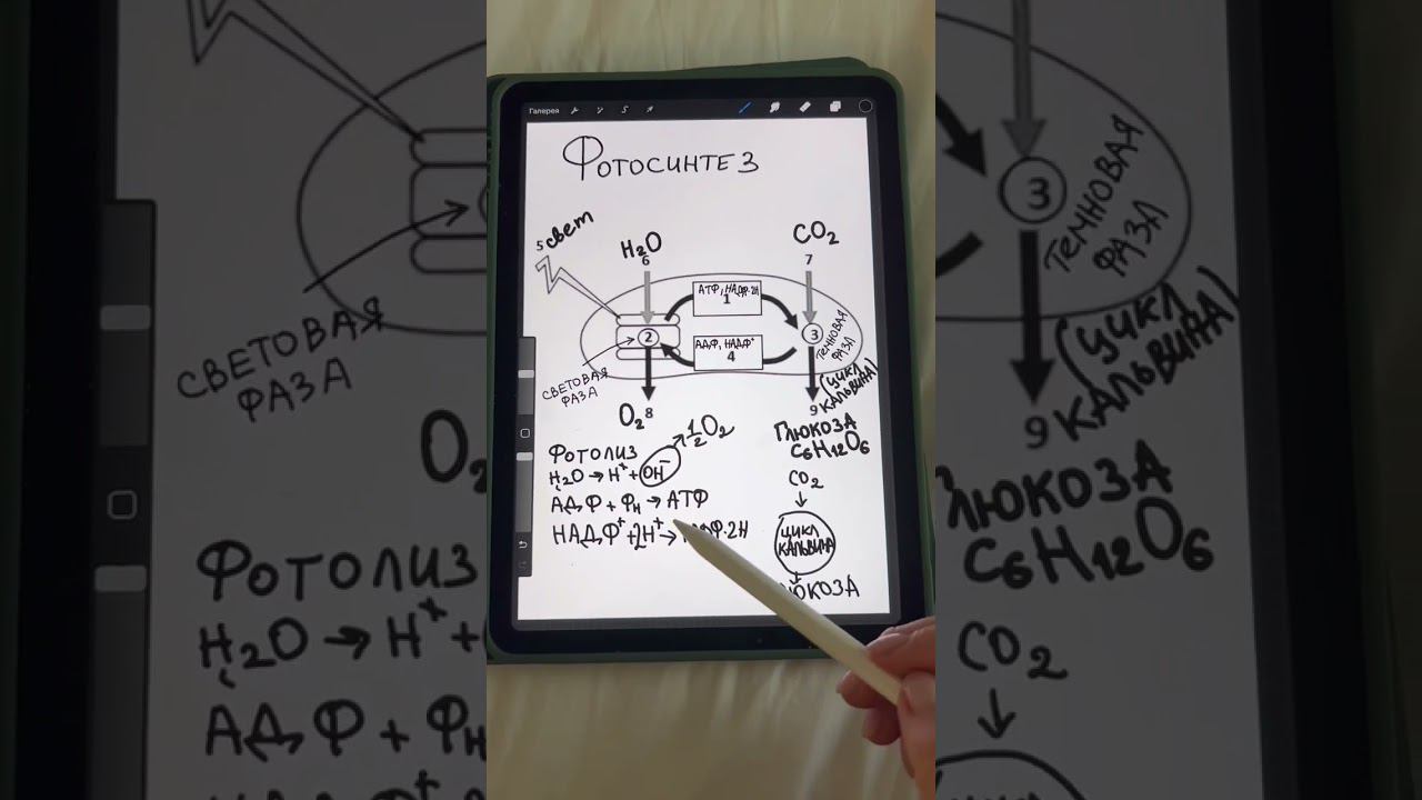 Картинка по фотосинтезу #биология #егэбиология #егэ2023 #артинкибиология #сборникРохлова2023
