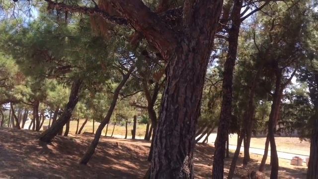 Nea Fokea, Halkidiki смотреть онлайн