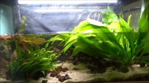Не менял воду в аквариуме 58 дней! Меняю ландшафт и сажаю Эхинодорус Малый Медведь.