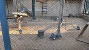 Великий Устюг.Зоопарк на вотчине Деда Мороза