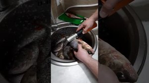 Чистим окуня аккумуляторной чистилкой за 5 минут
