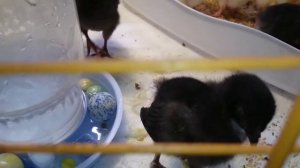 Цыпленок чешется(((