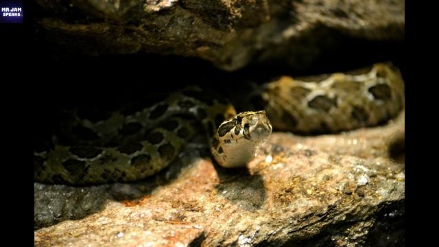 COBRA vs PYTHON | Most Deadliest Encounters | By Mr JAM Speaks