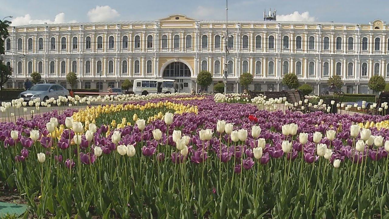 Тюльпаны сыктывкар