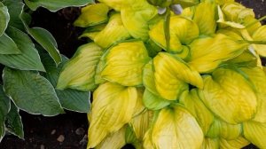 #дизайнсада #хоста /Хоста Стейнд Гласс (лат. hosta Stained Glass)