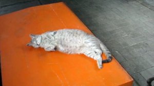 Кот притвора