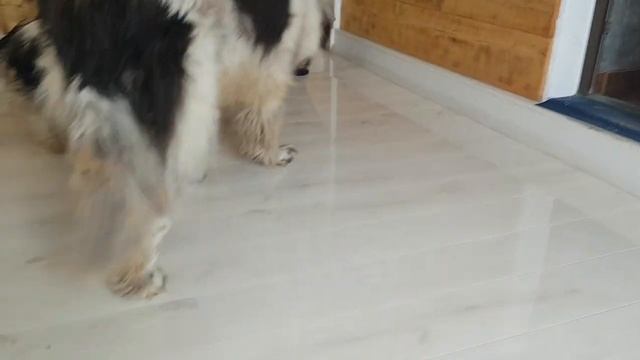 Parchet Super Lucios - TEST de rezistență suprafață cu câini смотреть онлайн