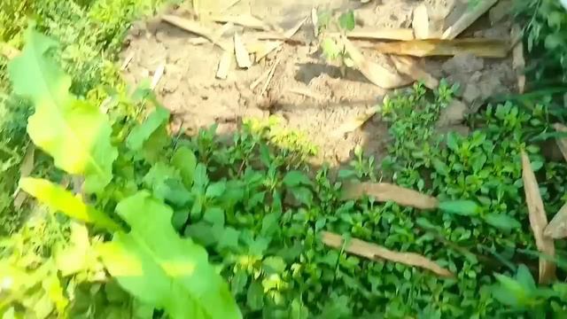 অরূনাচল প্রদেশে পৌঁছাতে বরের অবস্থা খুব খারাপ হয়ে গেল 😔@soma.pallablifestyle смотреть онлайн