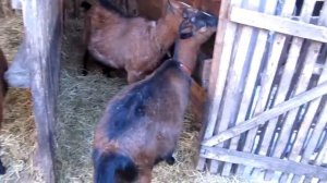 Чешские козы в Хакасии