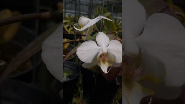 Phalaenopsis aphrodite смотреть онлайн