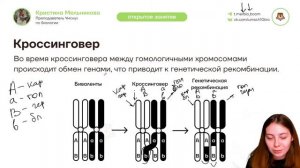 Мейоз | Биология ЕГЭ для 10 класса | Умскул