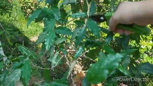 Гибискус Купера. Обрезка. Формировка.