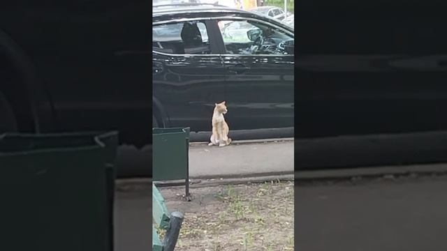 Просто котик или не просто....