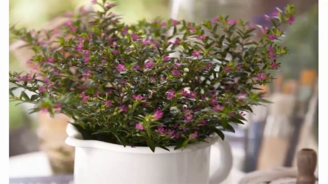 12 летников, которые можно сохранить зимой смотреть онлайн