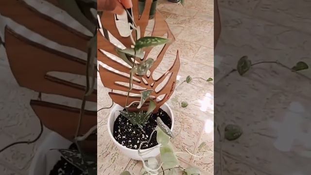 Treleaf Monstrella trellis - unboxing and installation in potted plant.