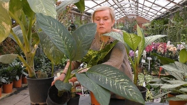 Растения семейства ароидные