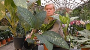 Растения семейства ароидные