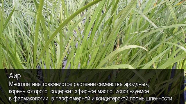 Аир. Толковый Видеословарь русского языка смотреть онлайн