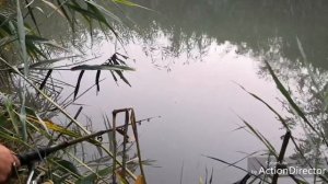 Амур, Карп и Карась на поплавок, с. Птичье. Ставропольский край.