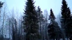 КАК ЕЛКИ В ЛЕСУ ДОБЫВАЮТ