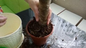 Уход за Юккой. Пересадка Юкки.