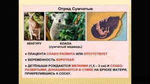 Биология 8  класс. Многообразие млекопитающих  Первозвери и настоящие звери