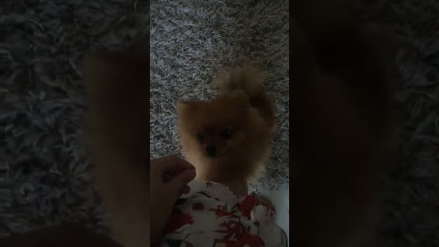 Няшная собака 🐶 шпиц смотреть онлайн