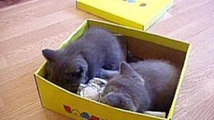 Шотландские котята (рожд. 28.06.09)