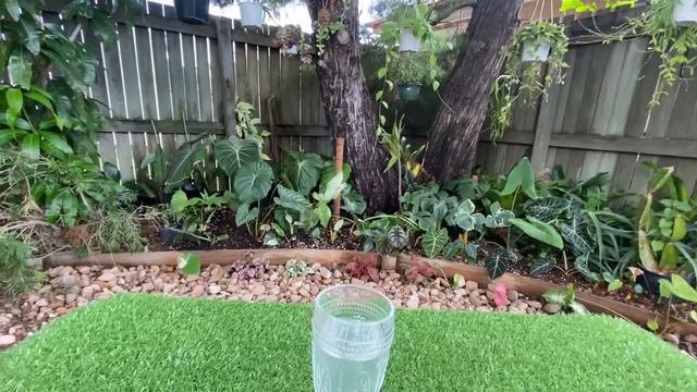 DIY Tropical Garden Progress | Philodendron, Monstera, Alocasia,  Hoya atbp