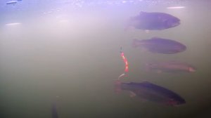 Огромный косяк форели, подводная съёмка зимняя рыбалка.