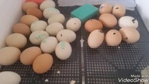 Совместная инкубация индоутиных и куриных яиц. 34-й день инкубации индоутиных яиц